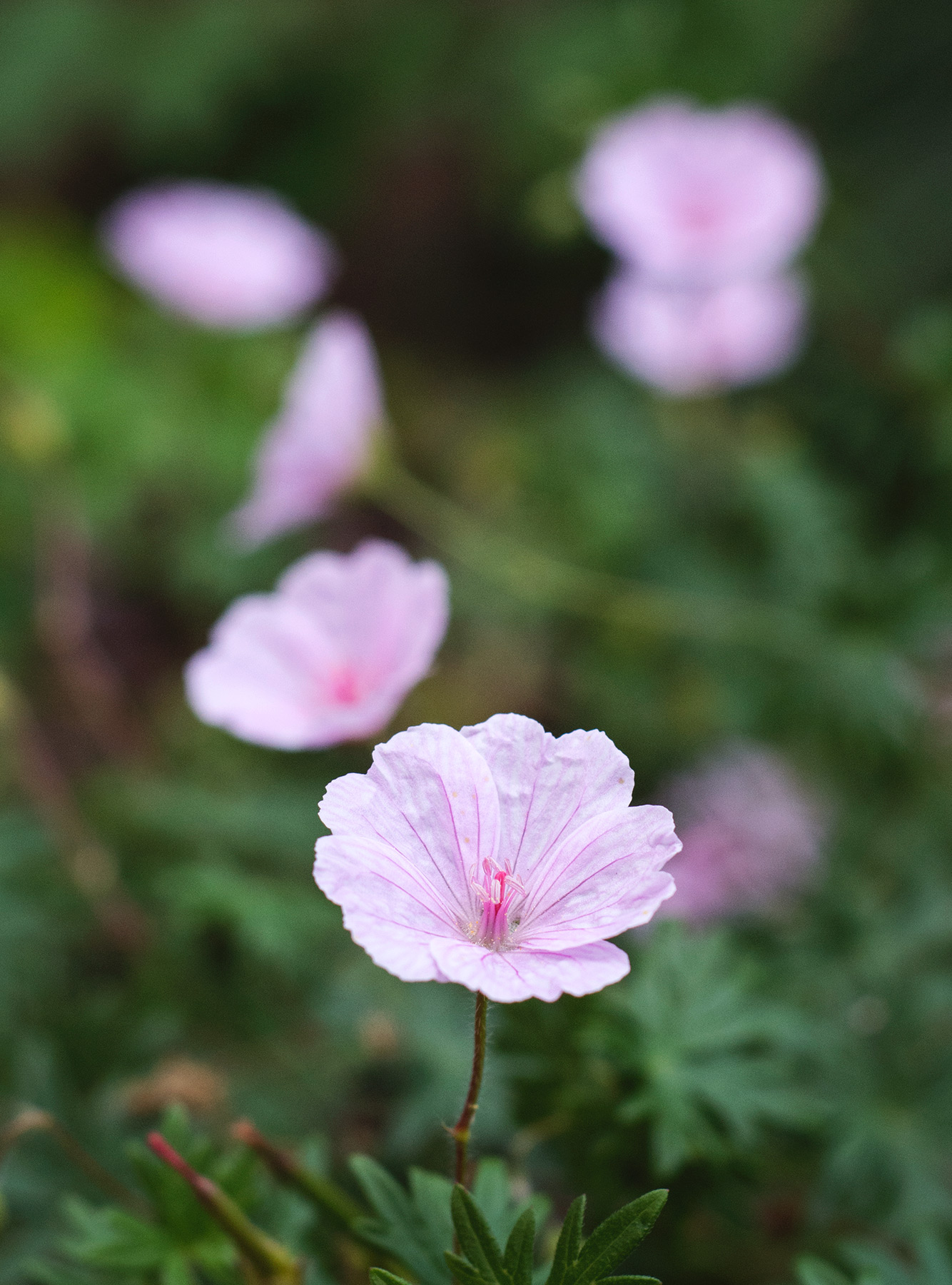 Small pink flower