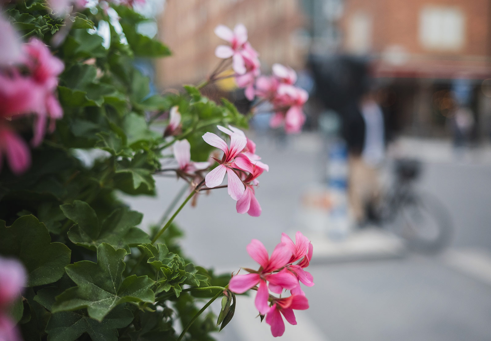 Closeup of flowers