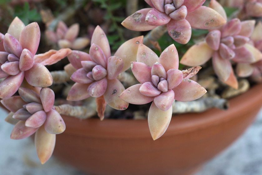 Pink succulents growing in pot