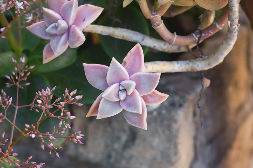 Pink succulent leaves