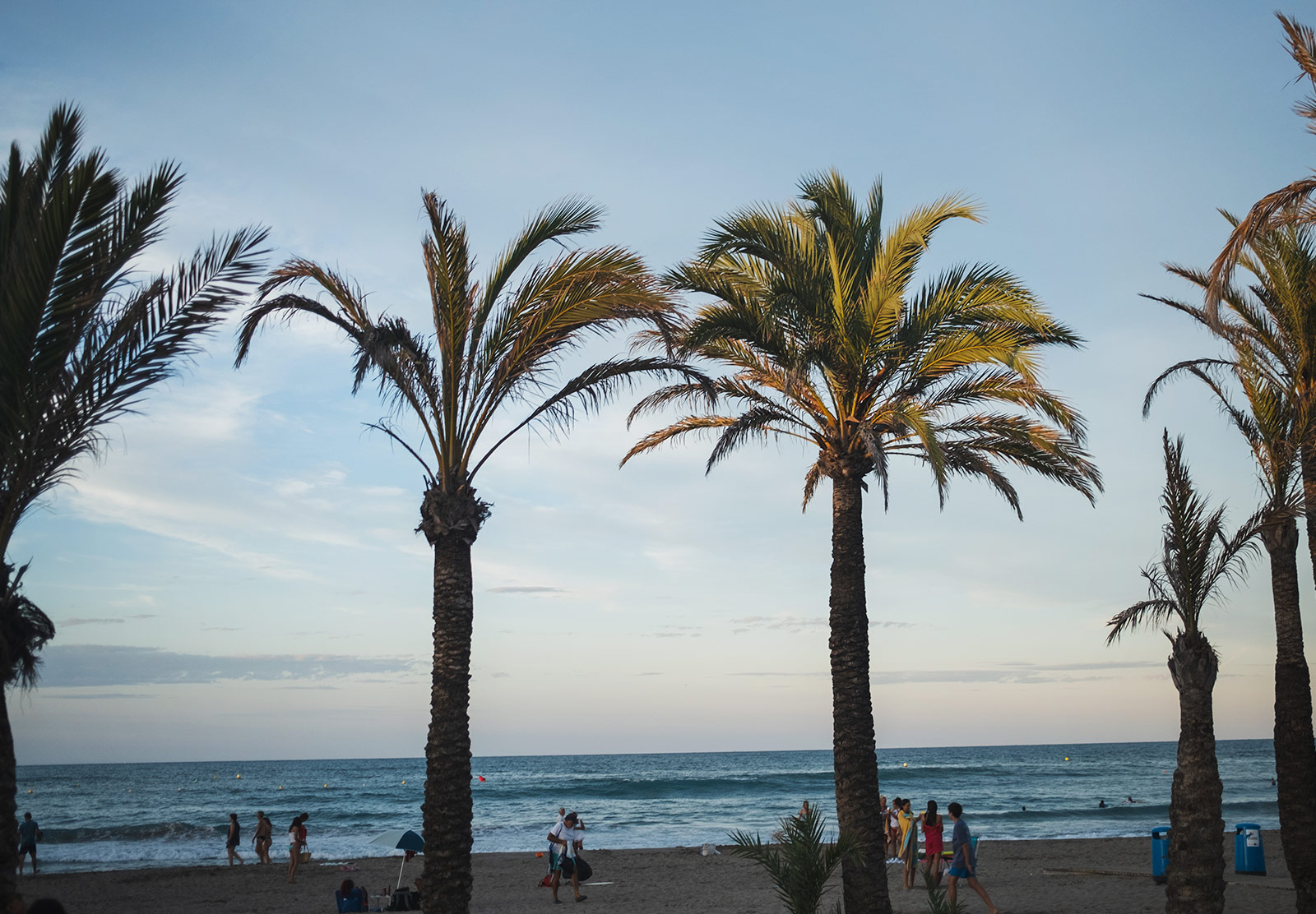 Evening sun shining on palm trees