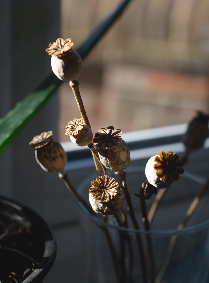 Dried poppy heads