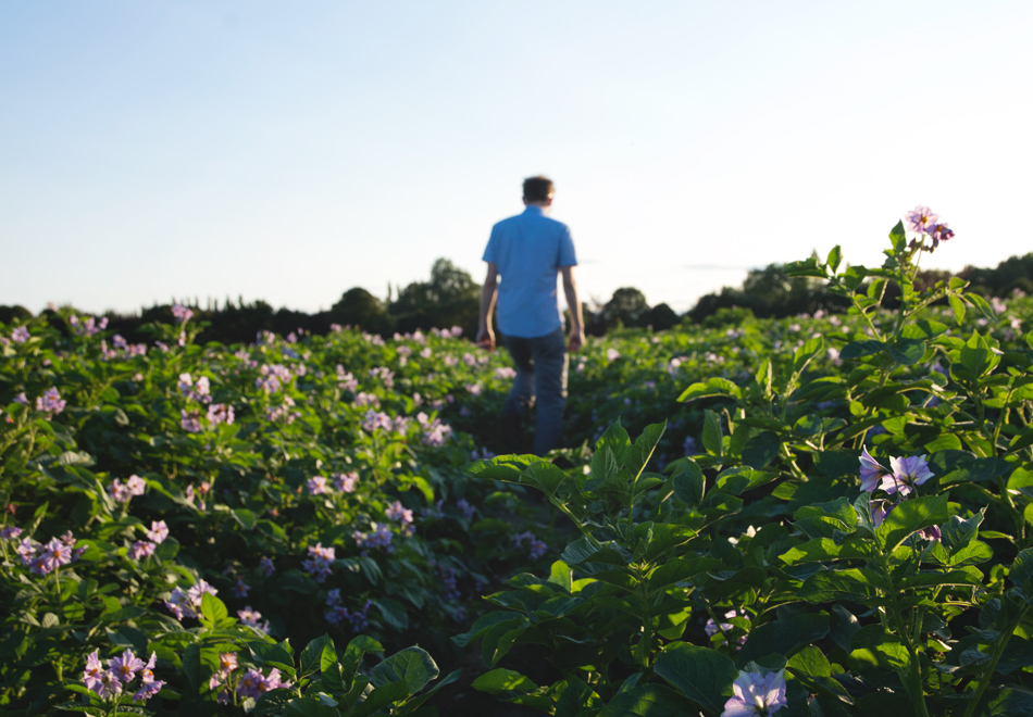 Man walking in potato field