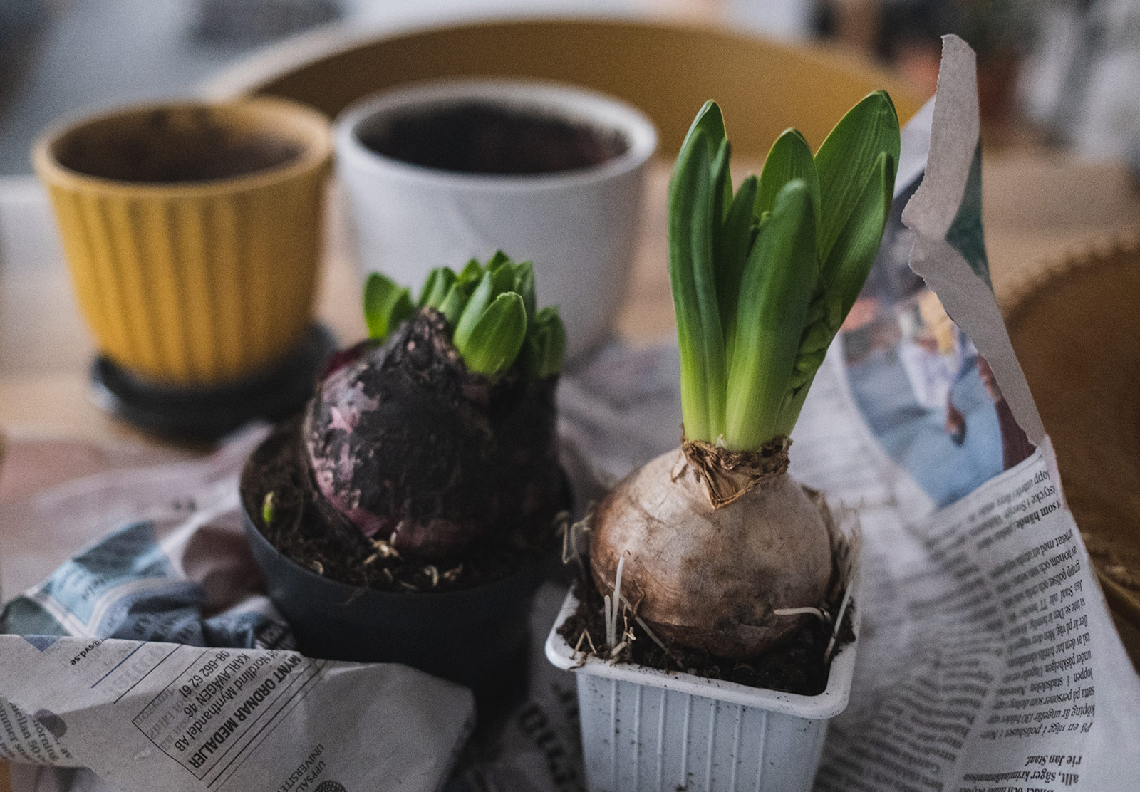 Hyacinths being potted