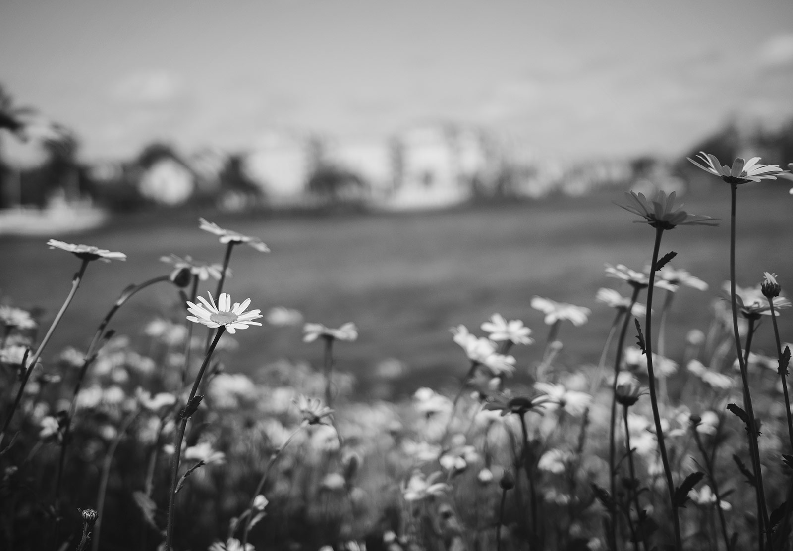 View of daisies from ground level