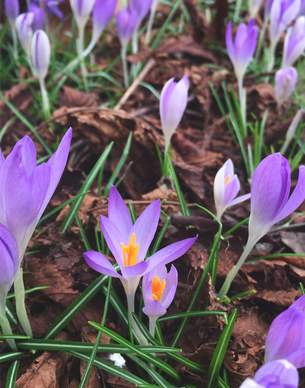 Patch of purple crocus