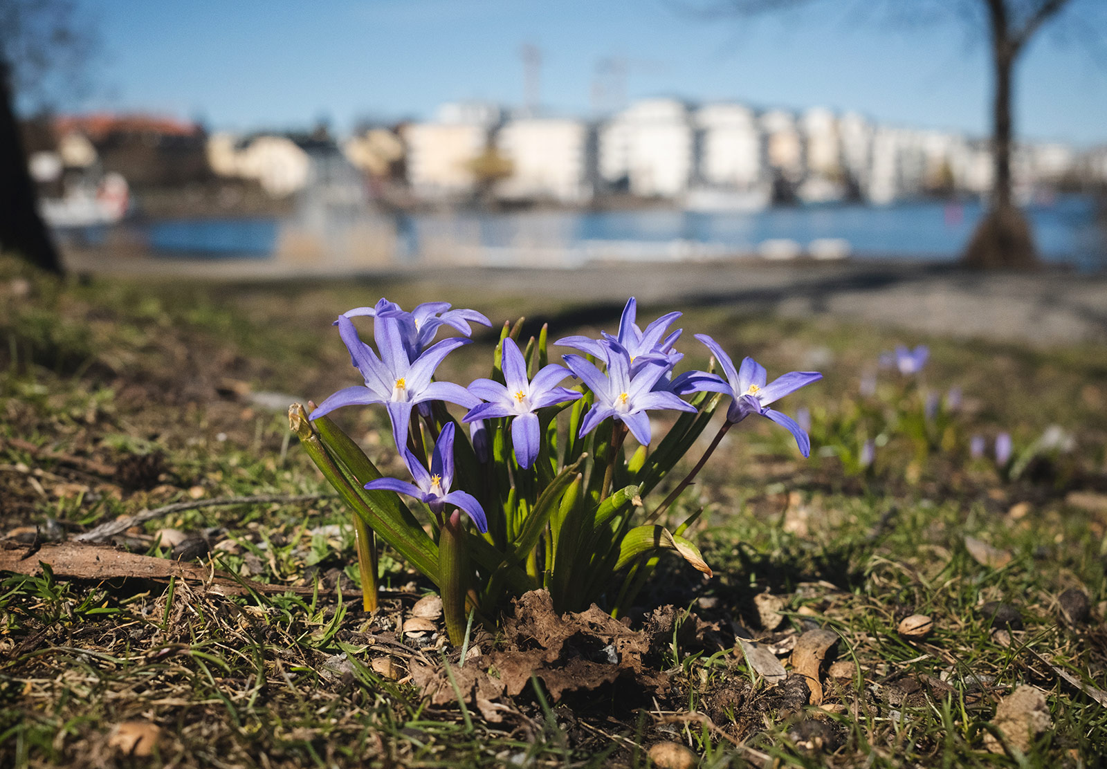 Cluster of purple flowers