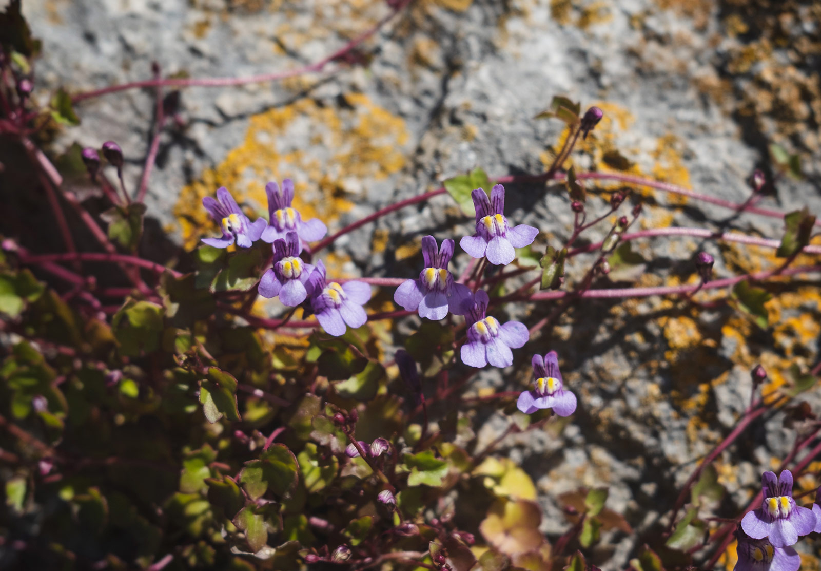 Small flowers growing out of a wall