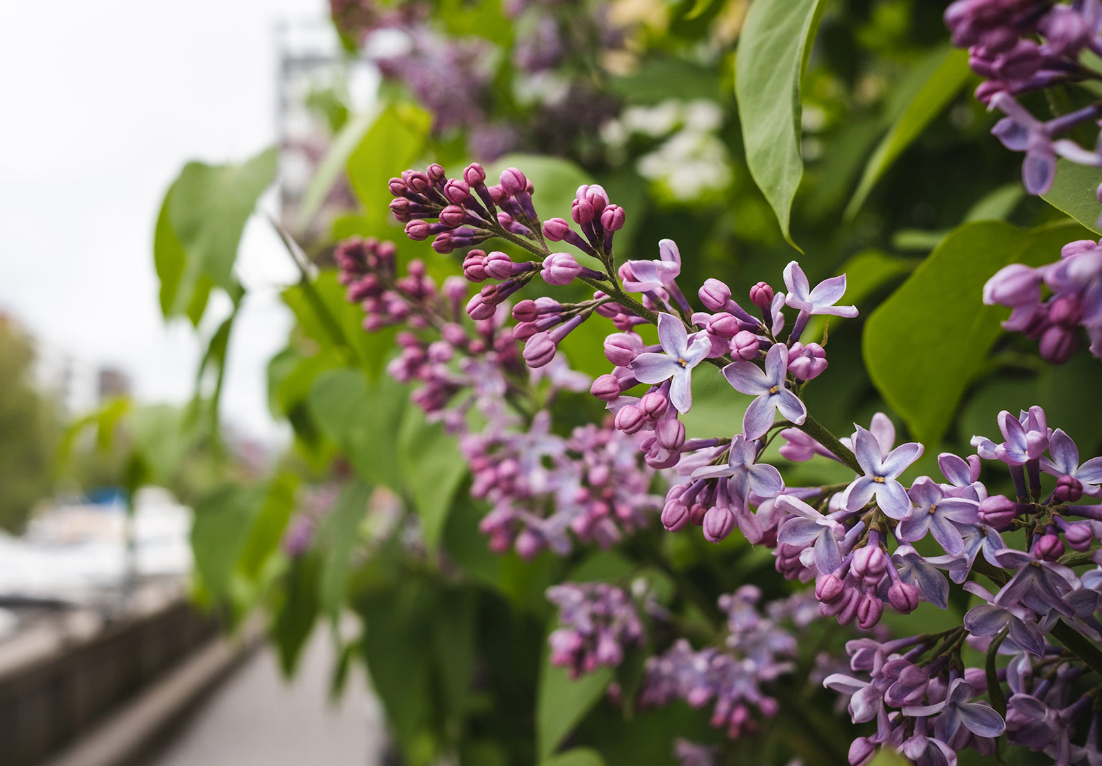 Purple flowers