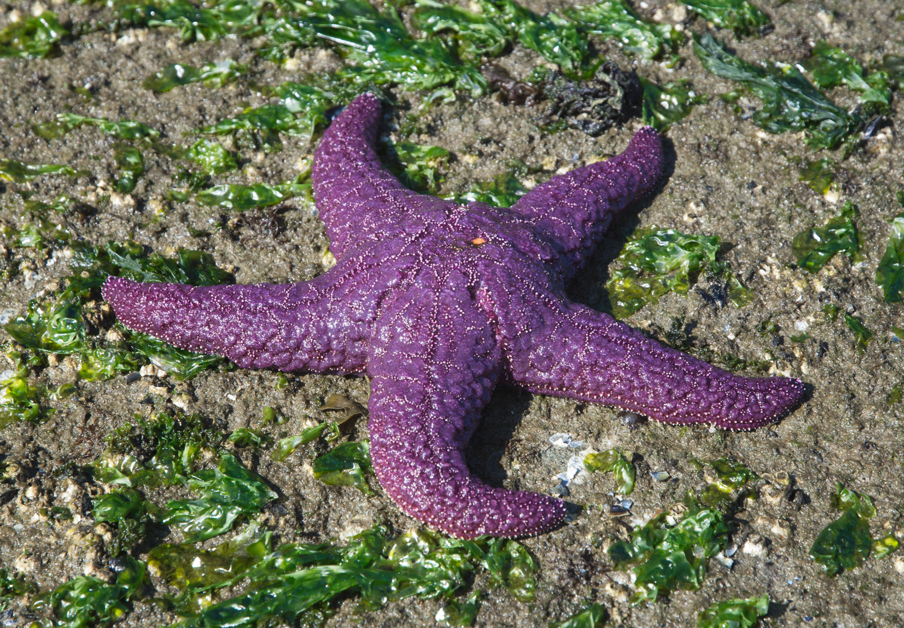 Purple starfish on rock