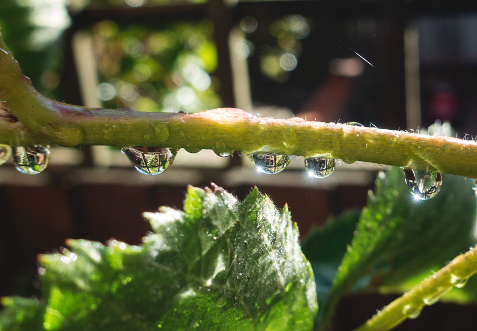 Raindrops on stem