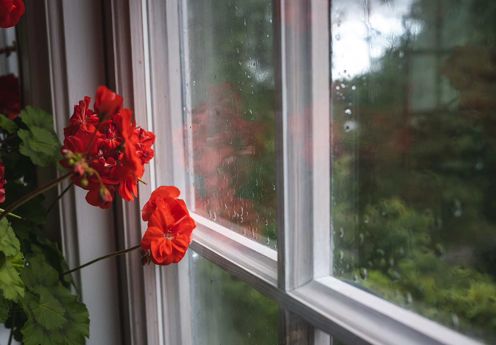 Red flowers