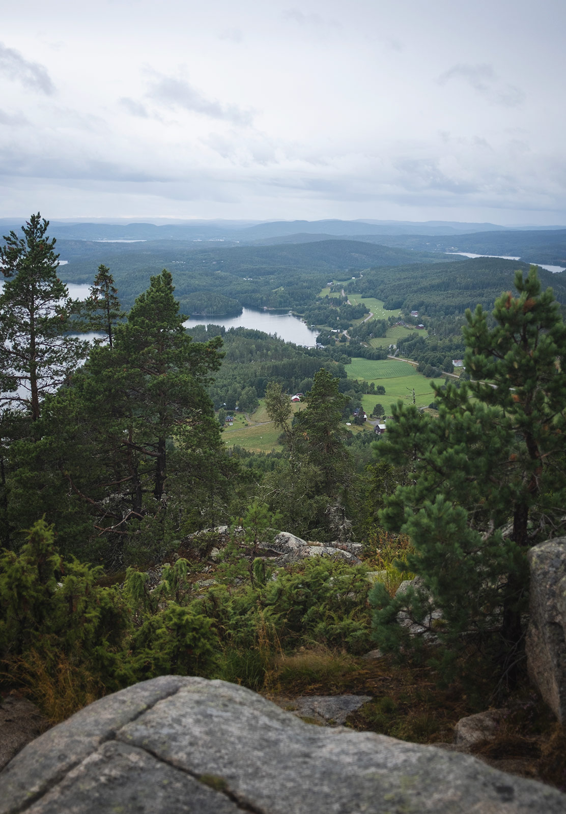 High view of forest
