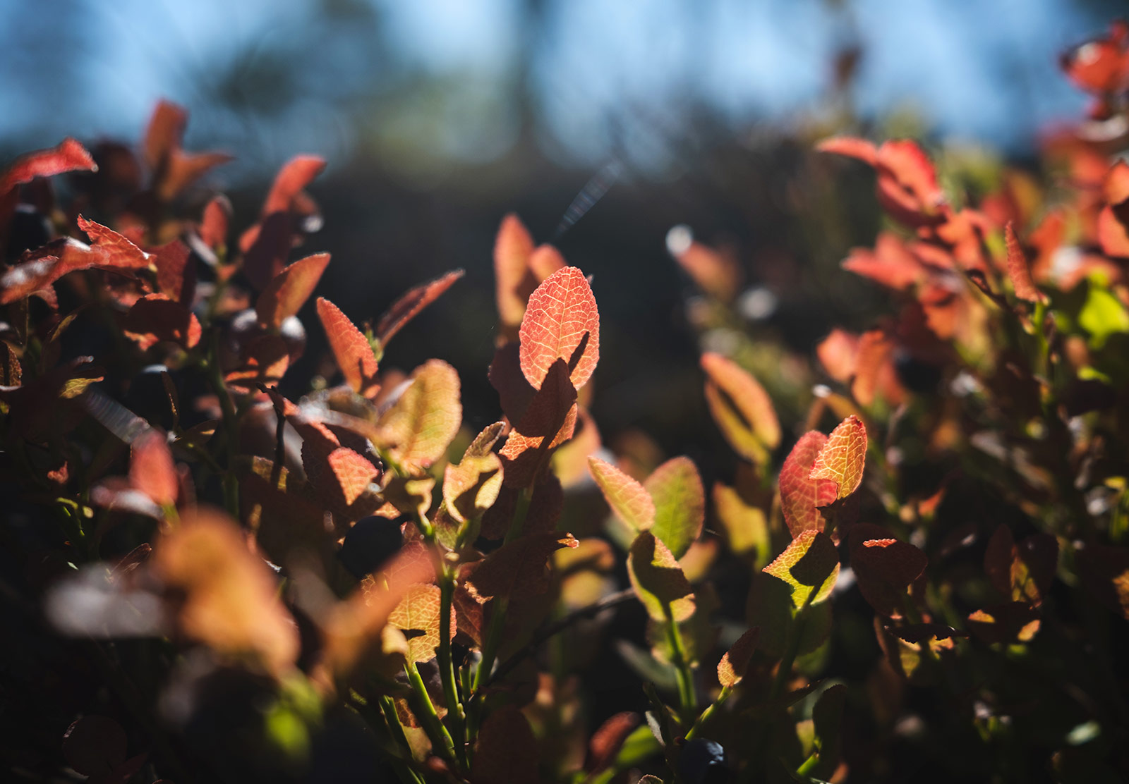 Sun shining on leaves