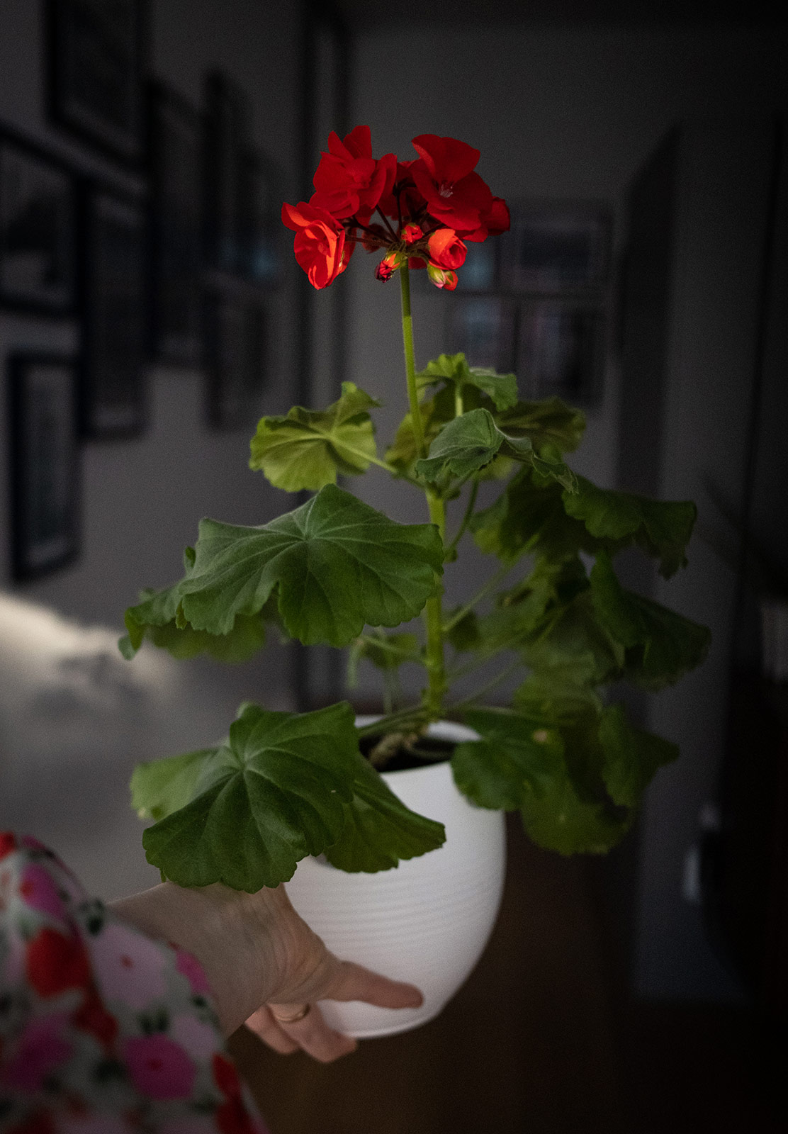 Hand holding flower pot