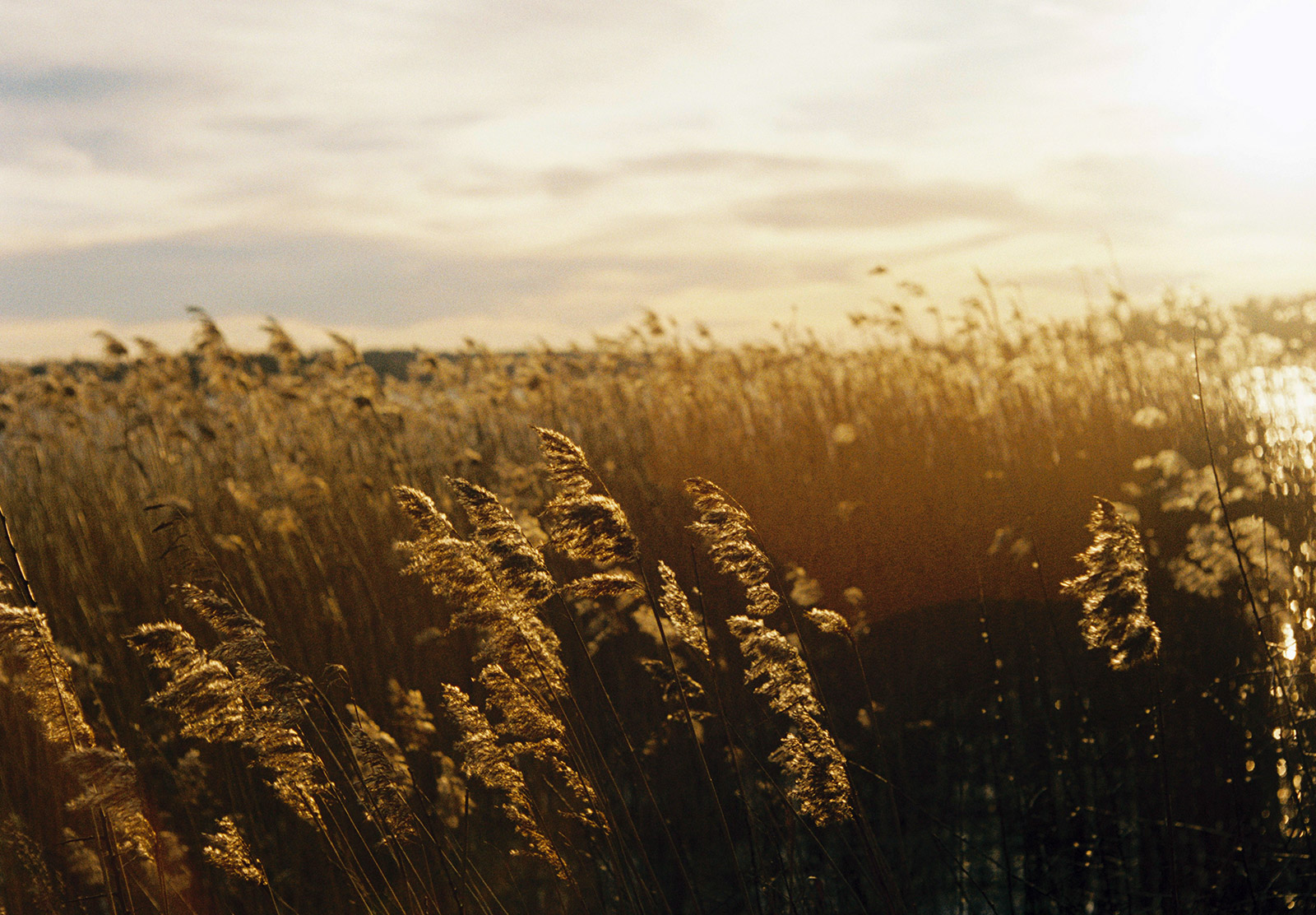 Orange light on grasses