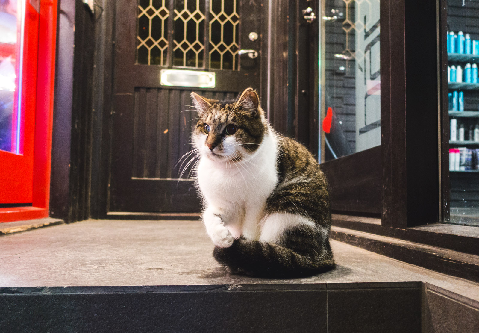 Cat on doorstep