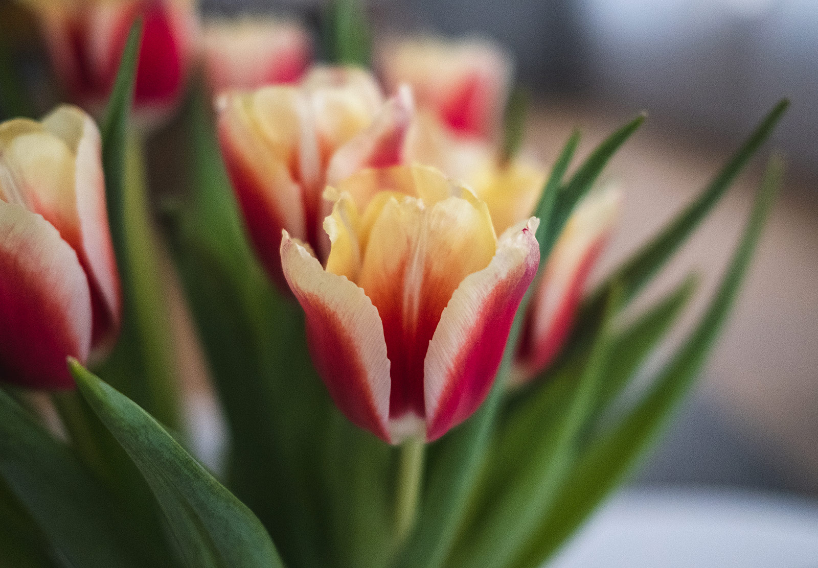 Red and yellow tulips