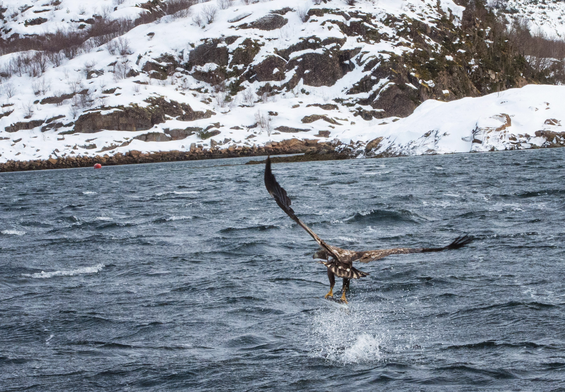 Eagle swooping over water