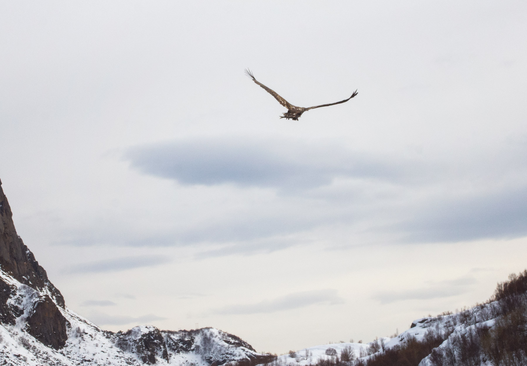 Eagle flying high