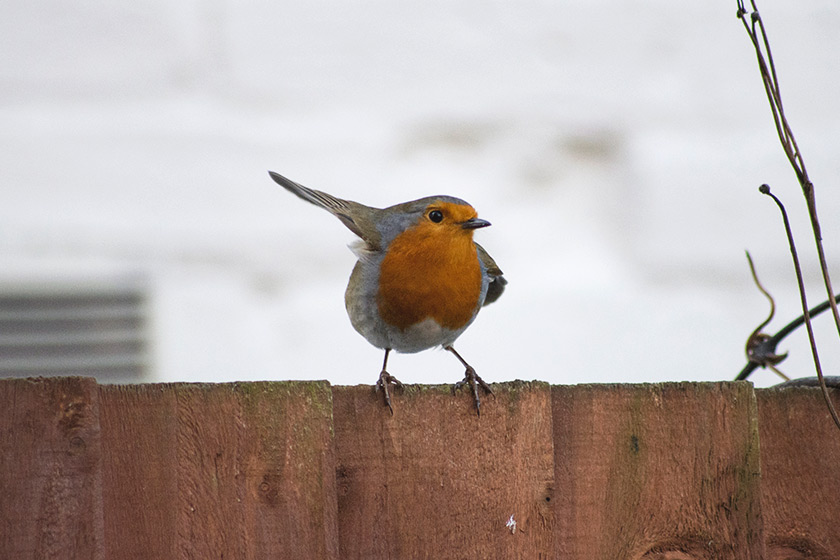 Robin on fence with wing up