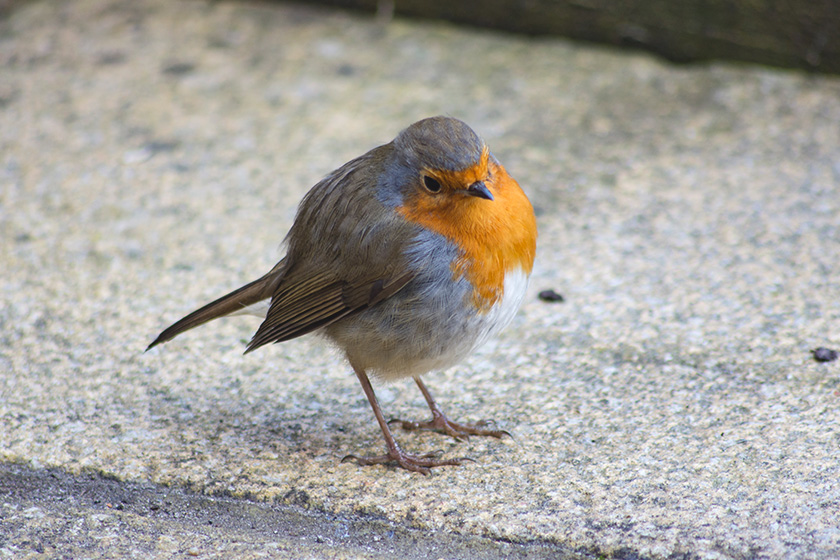 Robin tilting head