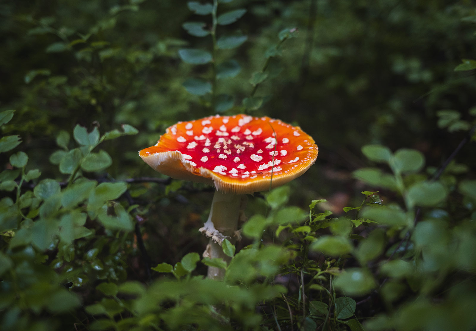 Mushroom growing in the bushes