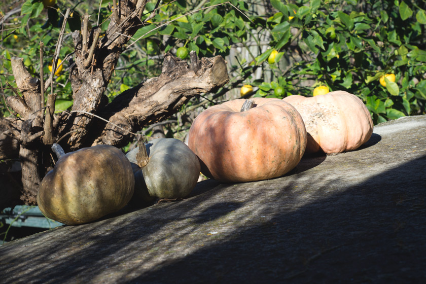 Squash on a sunny roof