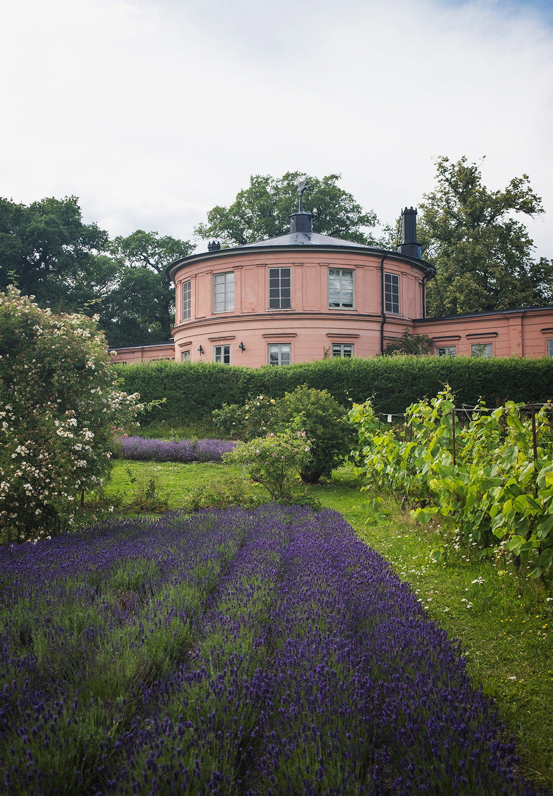 Lavender growing in front of old building