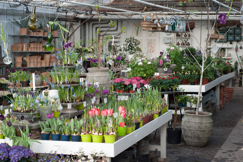 Plants in greenhouse