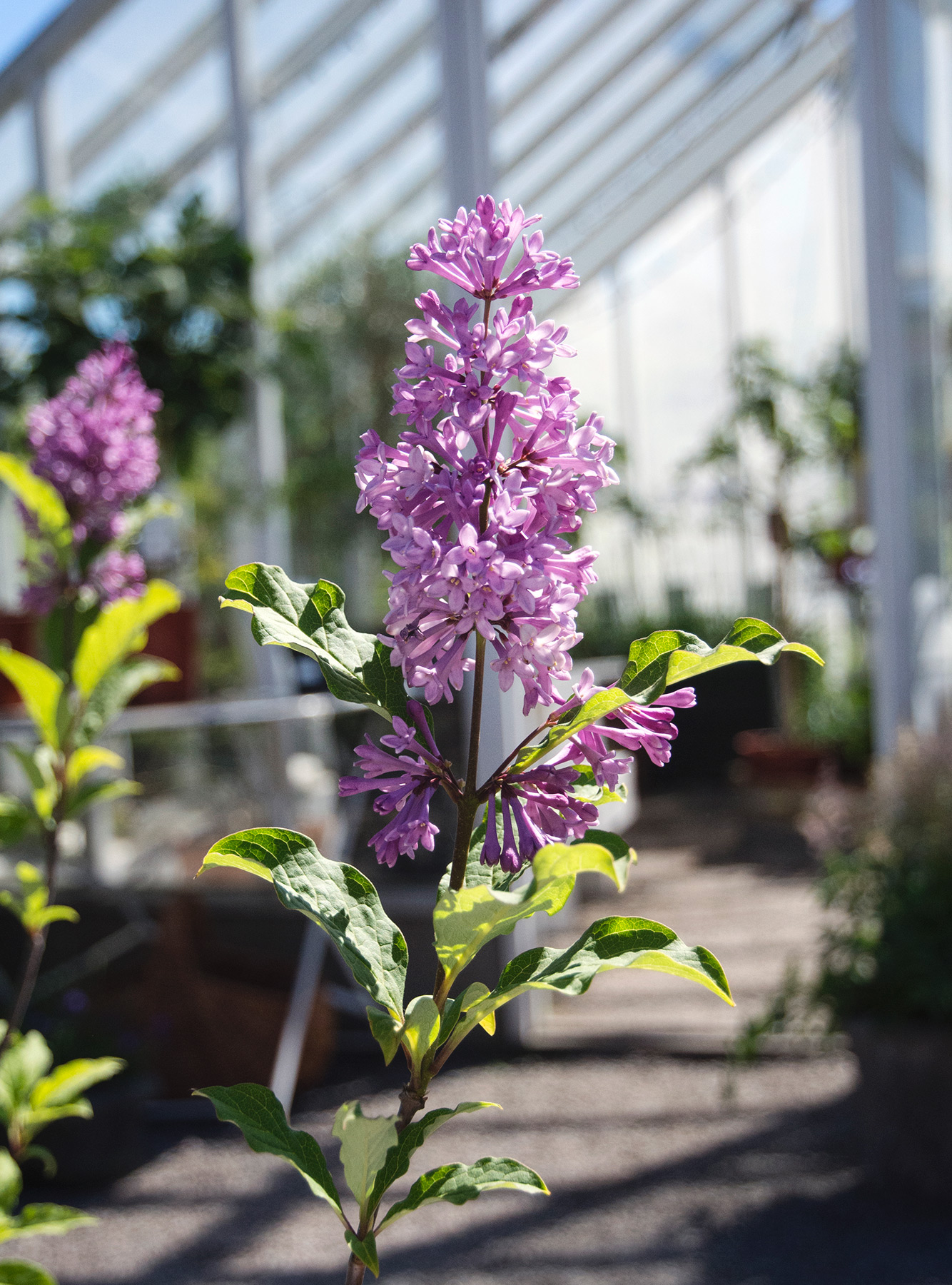 Lilac flowers