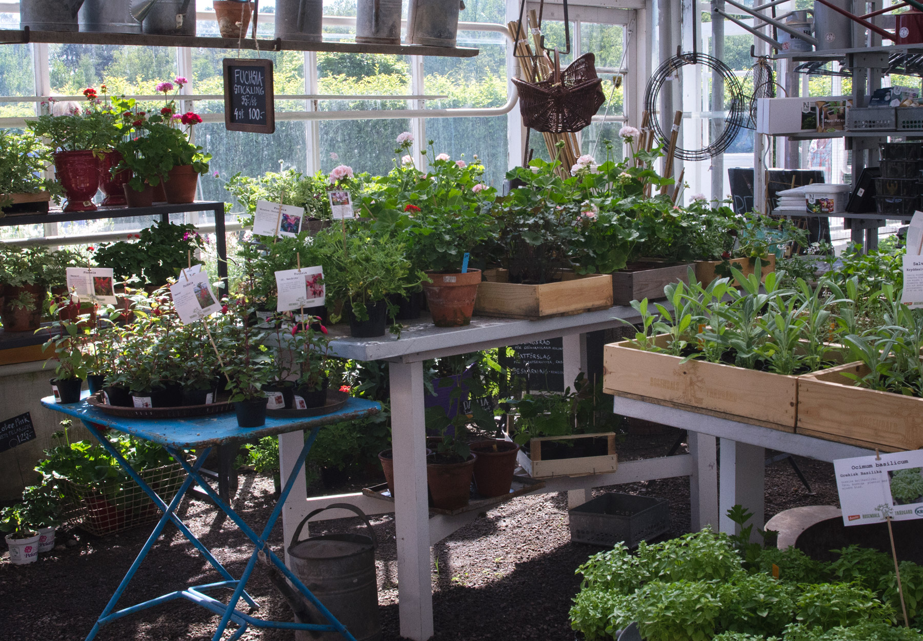 Plants in greenhouse