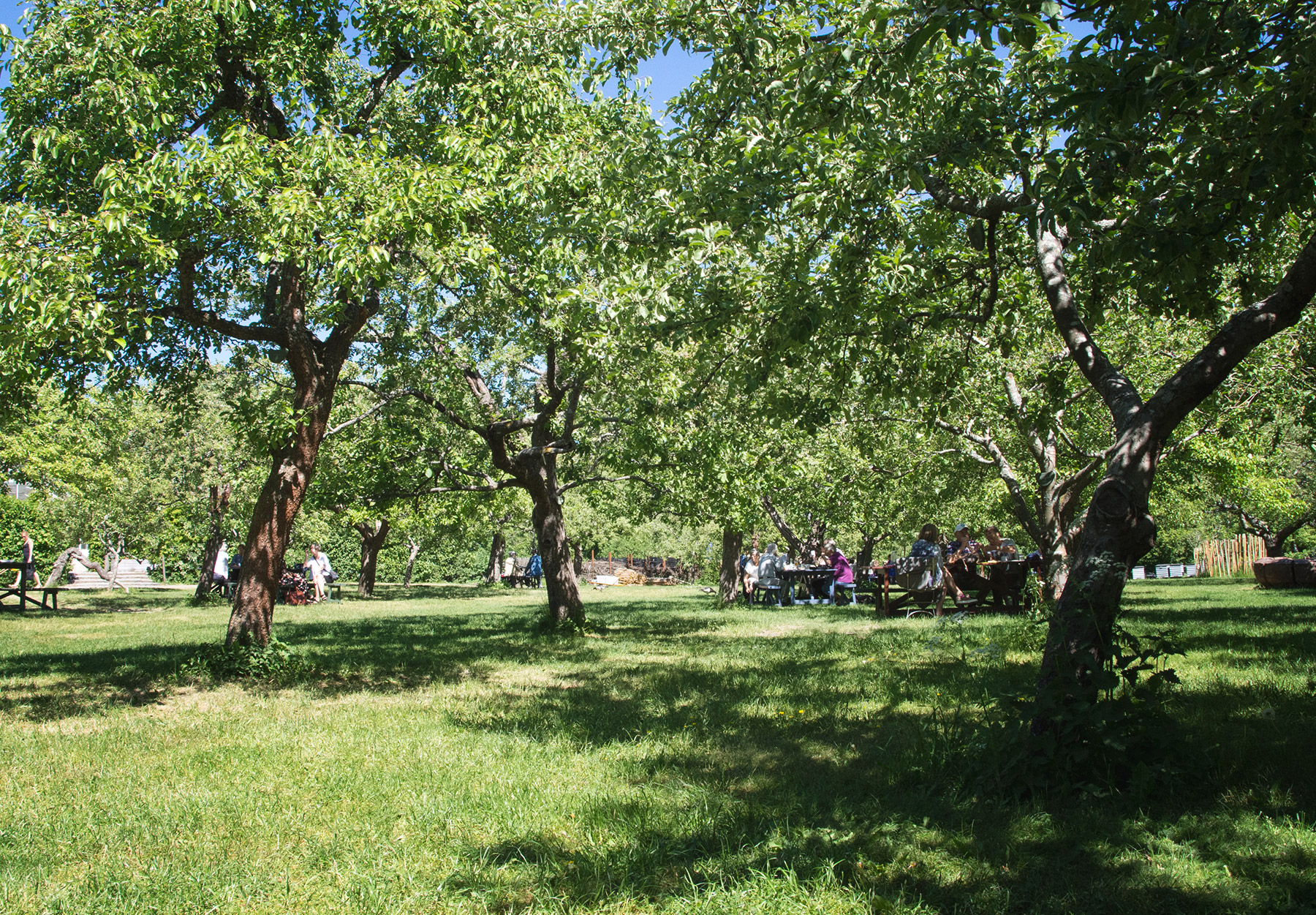 Trees in orchard