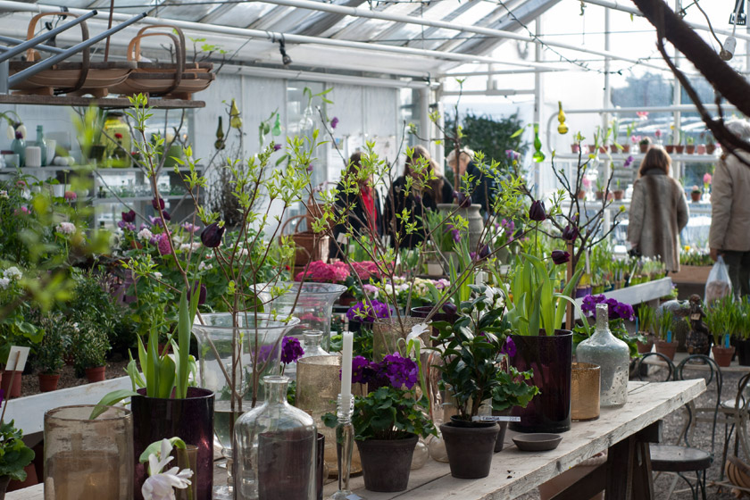 Plants in greenhouse