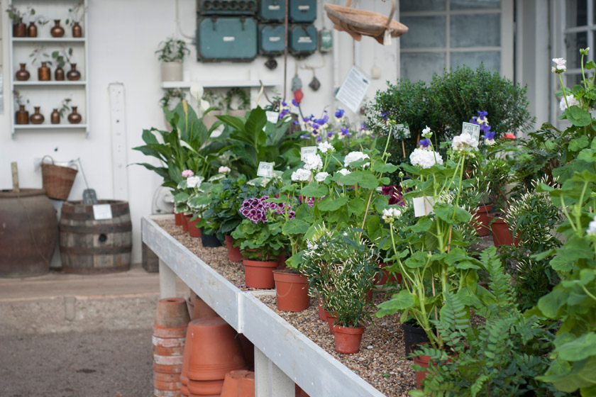 Plants in greenhouse