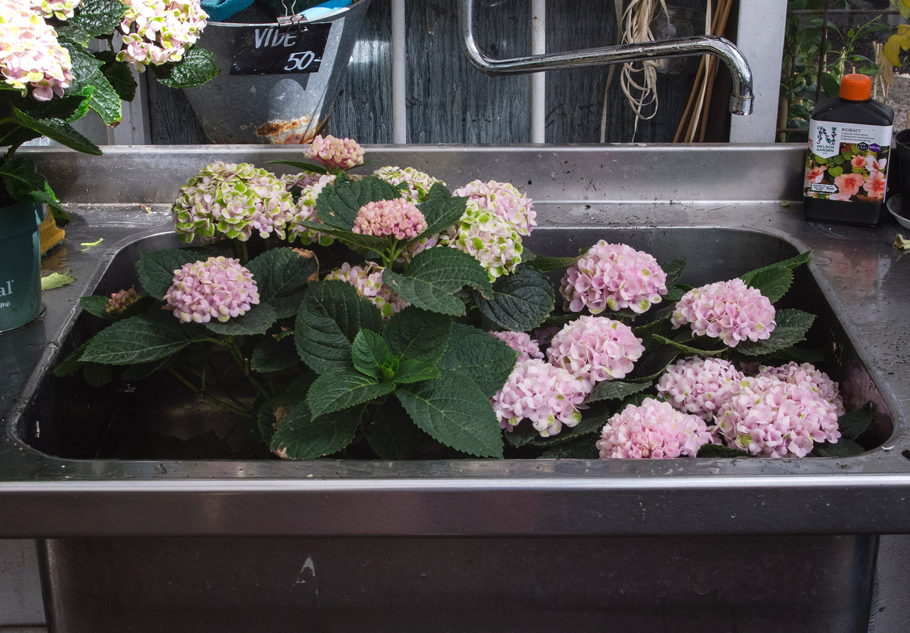 Pink hydrangea in sink