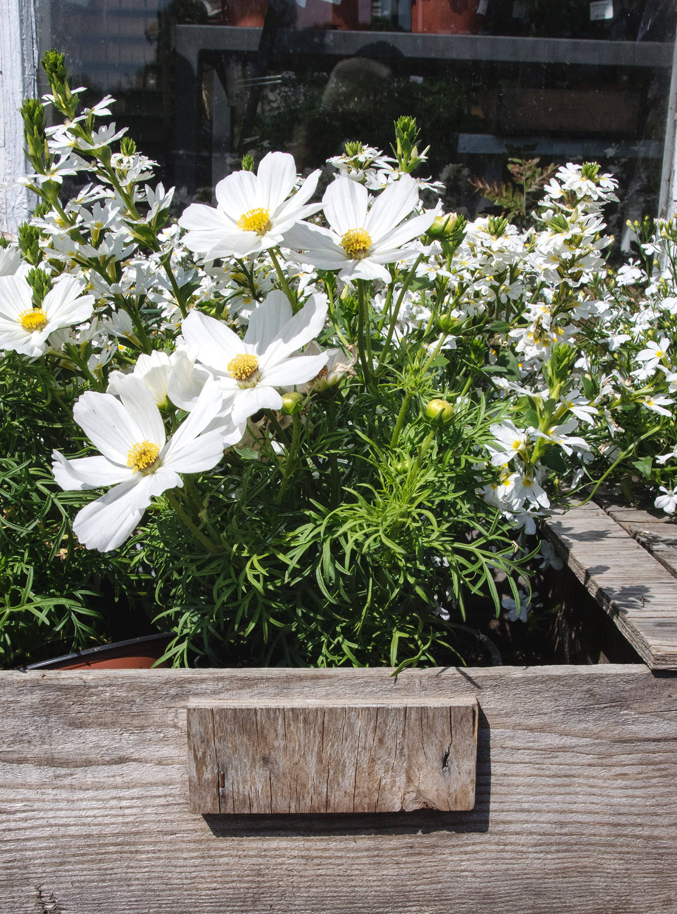 White cosmos in wooden basket