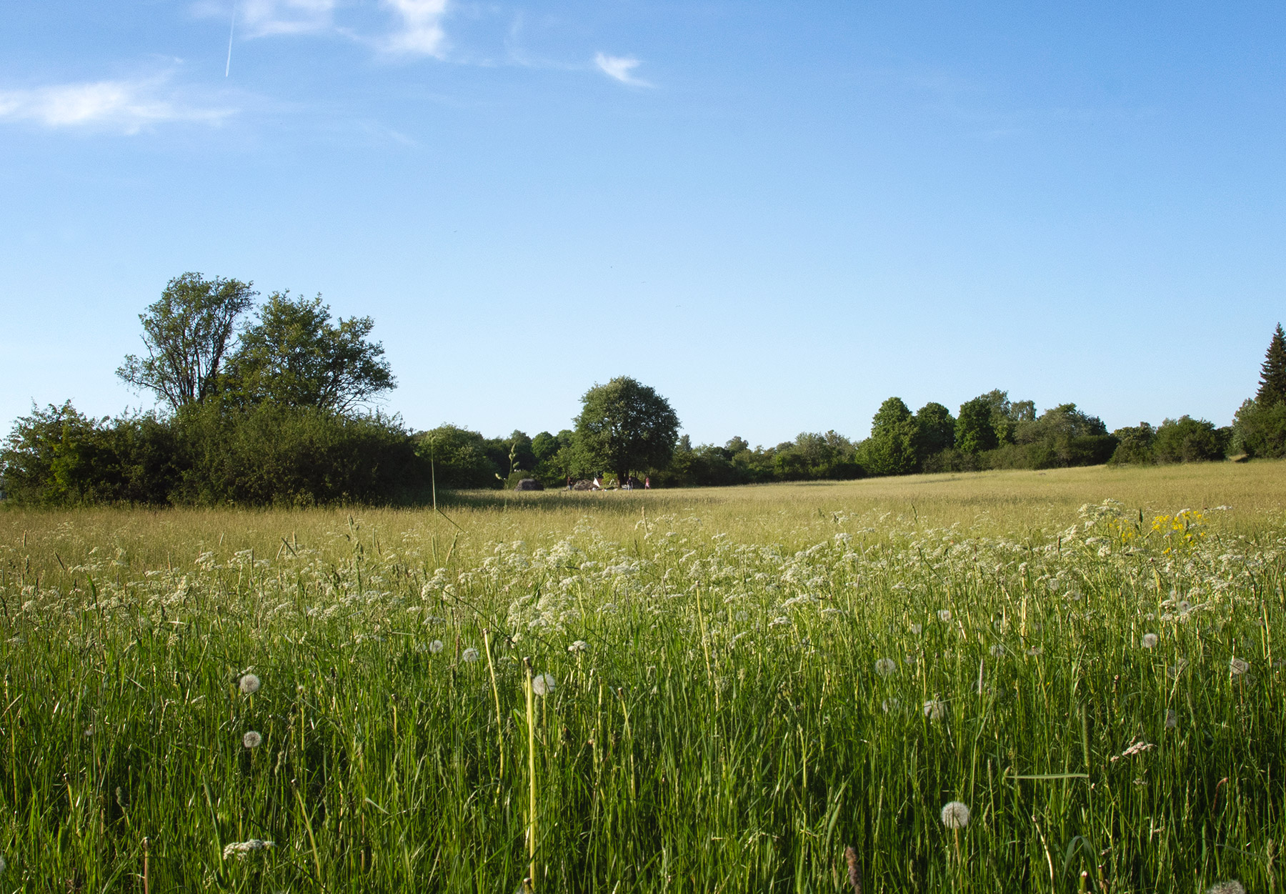 Grene field and blue sky