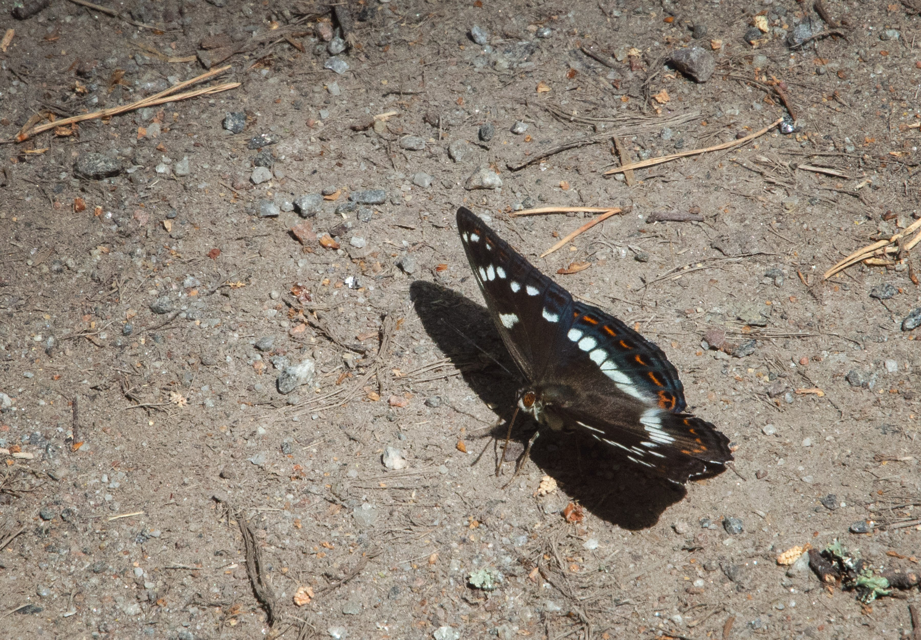 Brown and white butterfly
