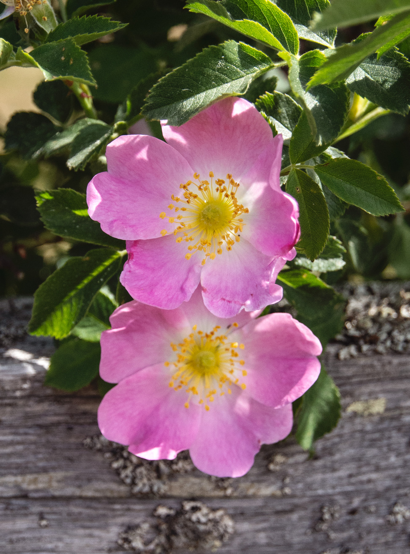 Pink roses