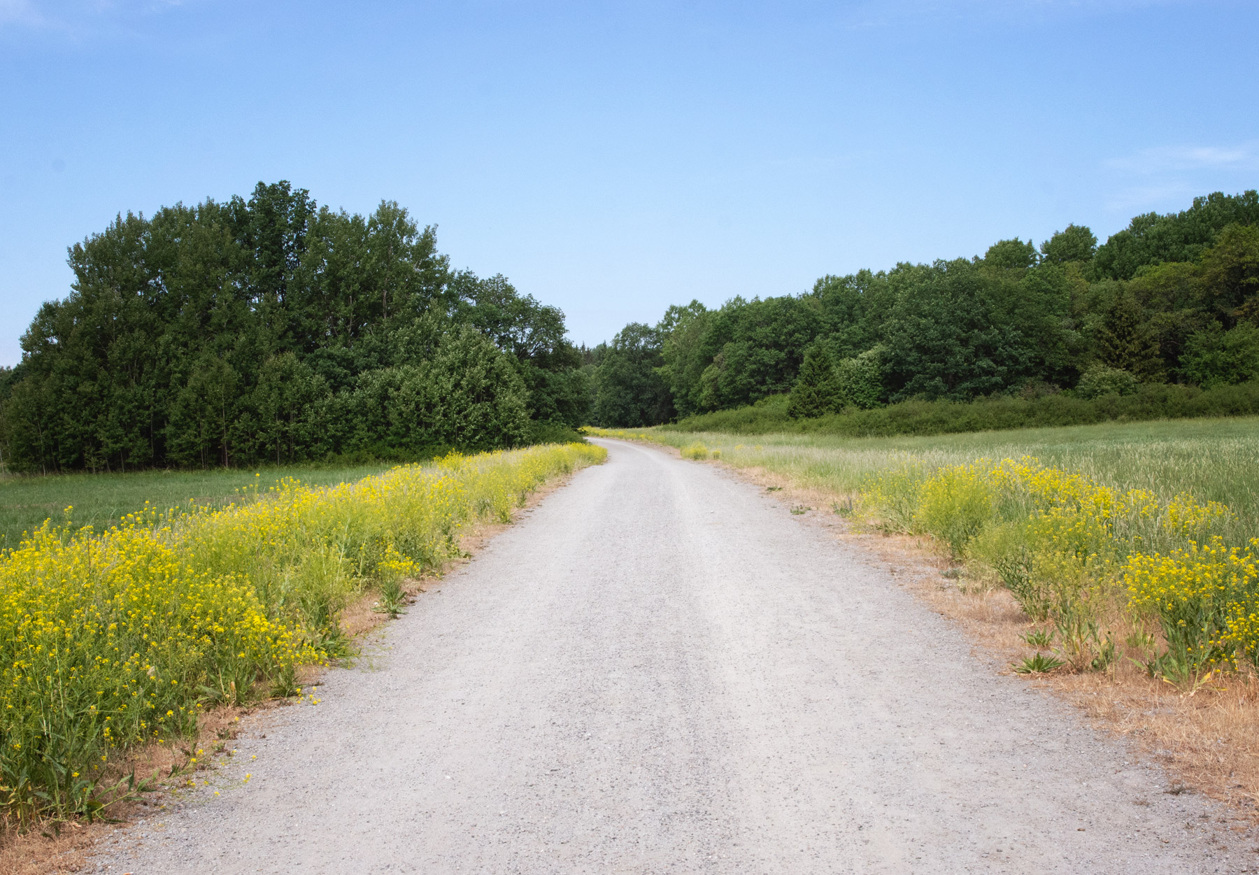 Yellow flowers lining road