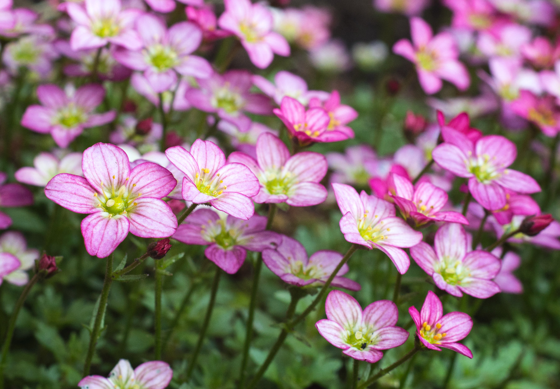 Small pink flowers