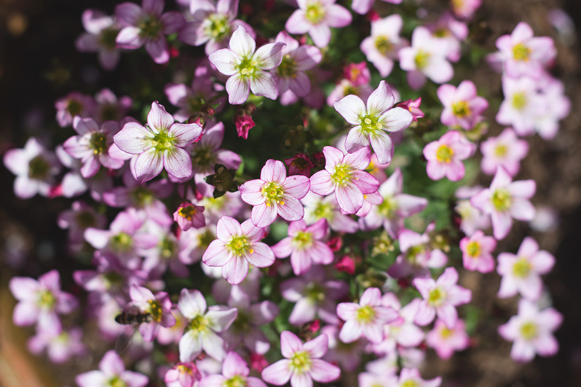 Pink Saxifraga flowers