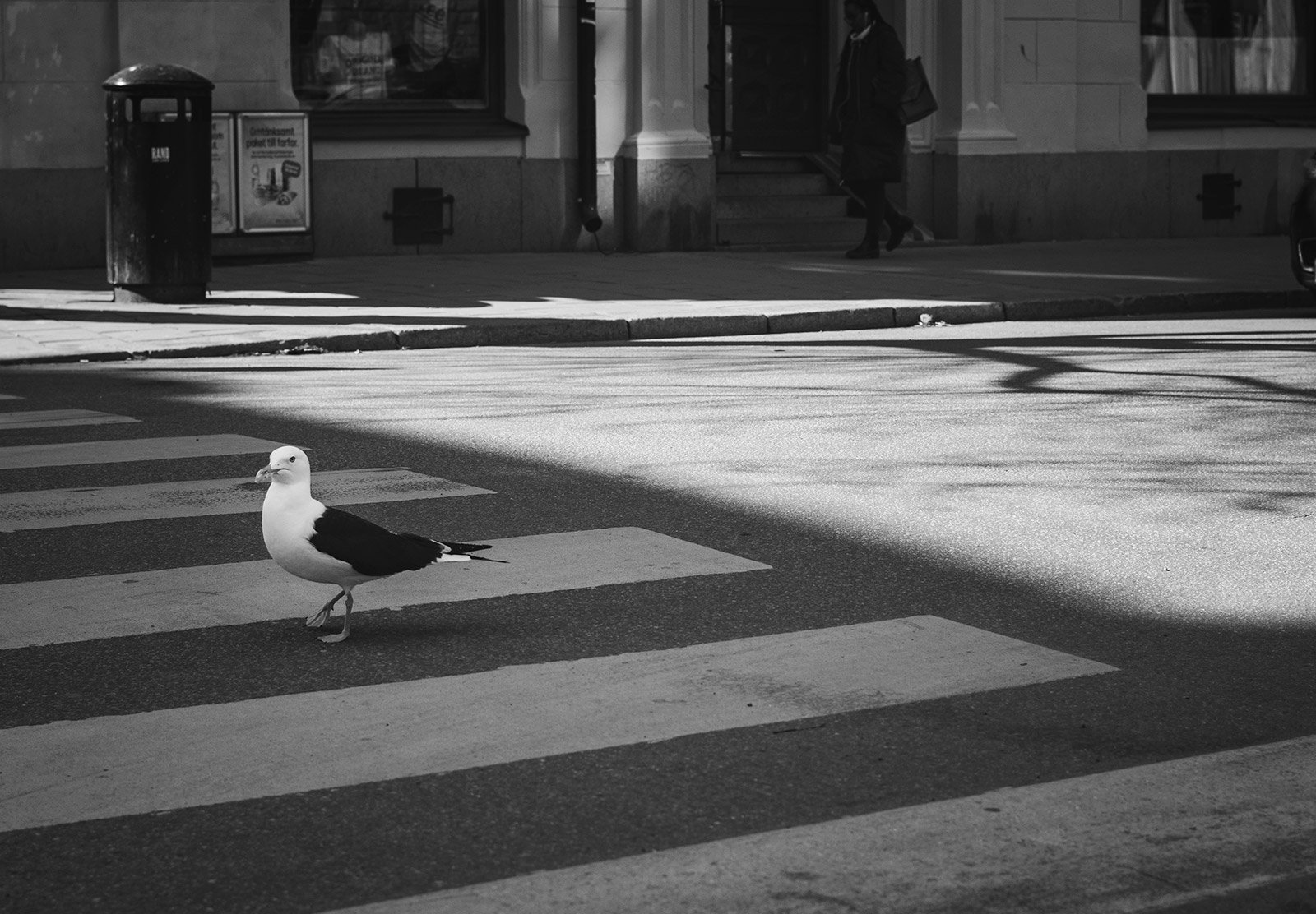 Seagull on pedestrian crossing