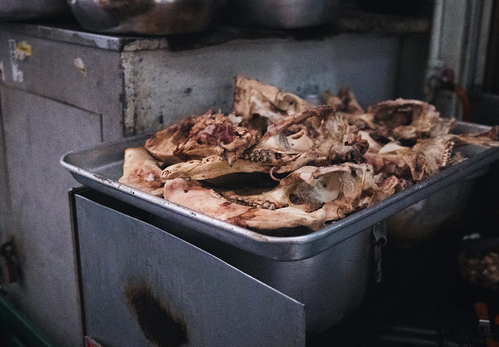 Bare pig skulls on a tray
