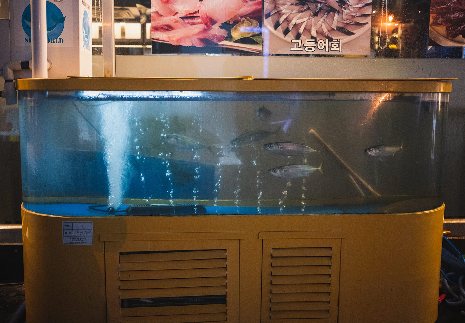 Fish in tank