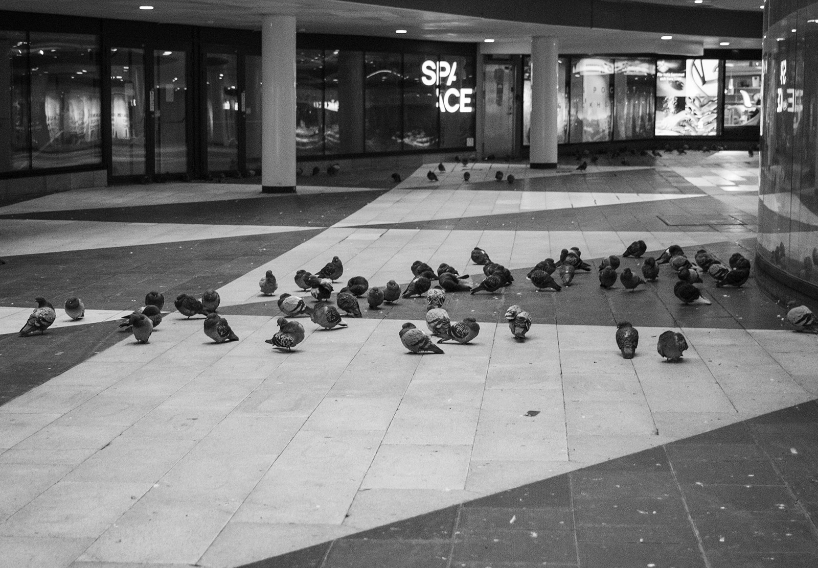 Pigeons hiding in underpass