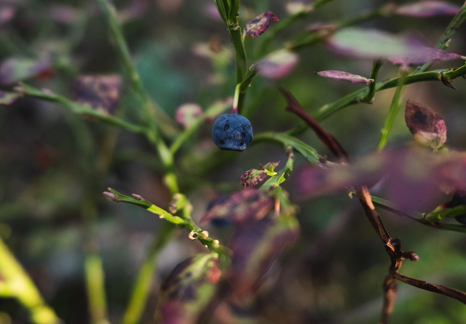 Shrivelled blueberry