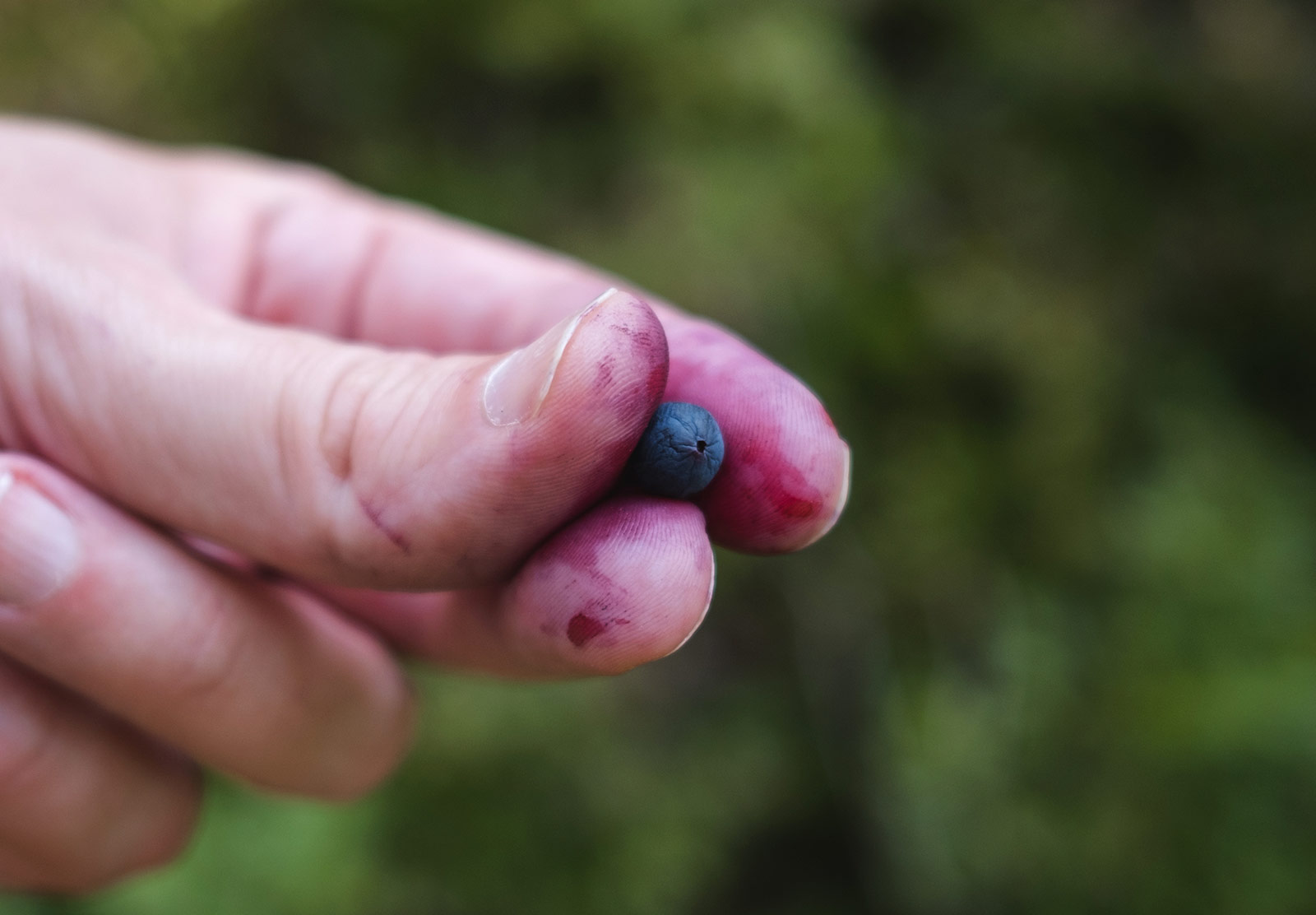 Shrivelled blueberry