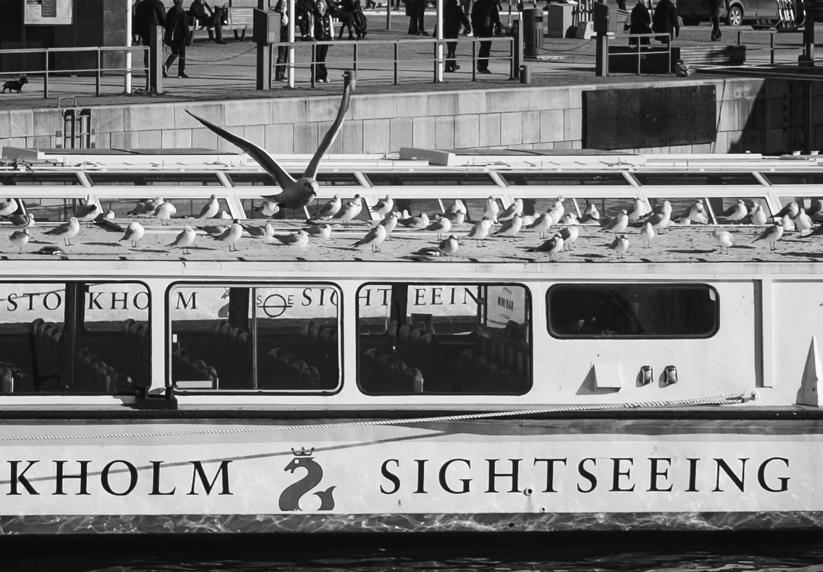 Birds sat on boat roof
